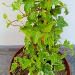 Brečtan popínavý (Hedera helix) ‘GLACIER’ - výška 20-30 cm, kont. C2L